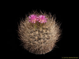 Eriosyce senilis subsp. senilis (syn. Neoporteria nidus f. Recoletta Ovalle 3311